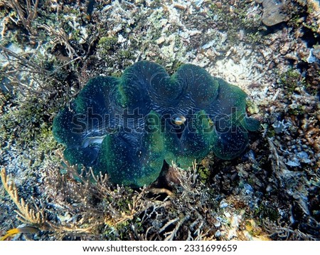 A massive Giant clam (Tridacna gigas) grows on the seafloor in Raja Ampat, West Papus, Indonesia. Giant clams are the largest living bivalve mollusks. Underwater background landscape.