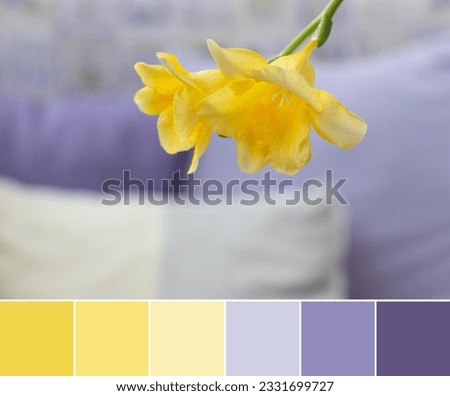 Color palette swatches of bright yellow freesia flower on blurred violet background. Pastel trendy gradient combination of complementary contrast colors. Fresh colorful inspiration from natural beauty