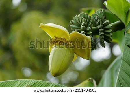 Musa basjoo, known variously as Japanese banana, Japanese fibre banana or hardy banana, is a species of flowering plant belonging to the banana family Musaceae. Royalty-Free Stock Photo #2331704505