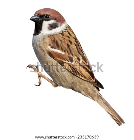 Tree Sparrow (Passer montanus) is in the nature. Russia Royalty-Free Stock Photo #233170639
