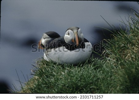 The Puffin is a short and stocky diving sea bird about 12 inches in length with black on its uppersides and white on its chest and belly and triangular parrot-like bill that is bright red and yellow.