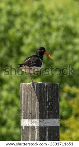 Eurasian oystercatcher that observes everything at ease