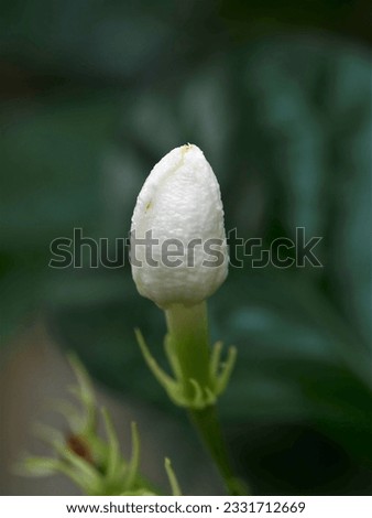 the elegance of unopened melati (Jasminum) flower buds, which are clear white in color and have a delicate scent.