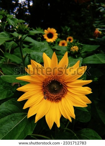 Sunflower in the garden yellow 