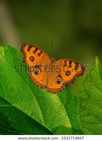 A Yellow Butterfly (Peacock Pansy )