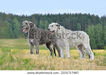 Two gray and white Irish wolfhounds standing in the middle of an autumn field Royalty-Free Stock Photo #2331717487