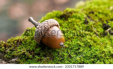 Acorn sitting on a mossy stump in the Forrest Royalty-Free Stock Photo #2331717889