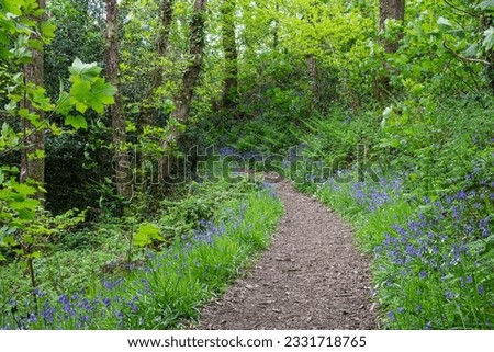 Footpath view through a bank of English Bluebell flowers (Hyacinthoides non-scripta) in dappled sunlight on an Oak woodland floor. This host of Bluebells plants are growing in protected woodland near 