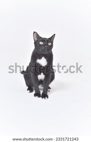 A Thai cat breed named Niljak has black hair around the neck with white hairs in a circle like a steering wheel.