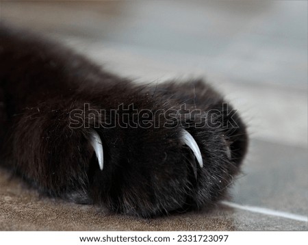 the white, razor-sharp, and ready for use in combat claws of a jet-black cat