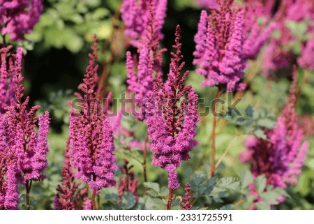 Beautiful details of Astilbe chinensis flowers- selective focus. Royalty-Free Stock Photo #2331725591