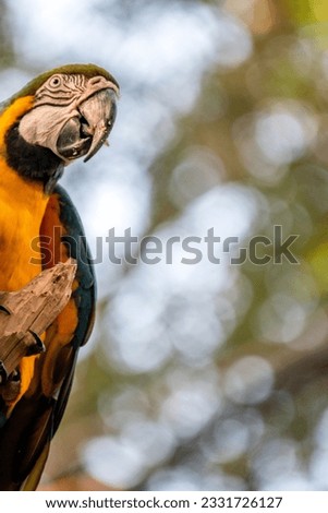 portrait of a Blue and Yellow Macaw - Ara ararauna. endangered birds