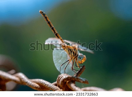 An emperor dragonfly (Anax imperator) awaits its prey on a branch in the evening sun bokeh background, izmir Türkiye june 2023