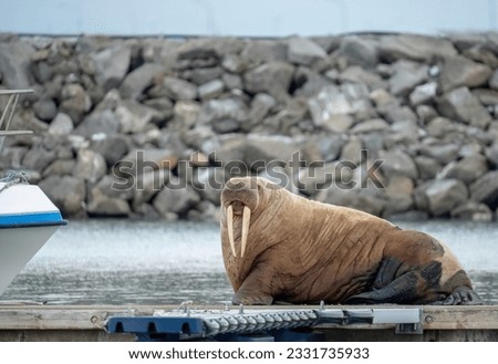 Walrus made it to the news on iceland, the only walrus on iceland!!! Sauðárkrókur, Iceland