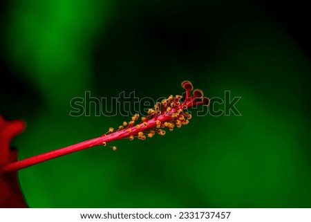 Decorative flowers of bright saturated colors on a blurred background of rapidly growing green vegetation.