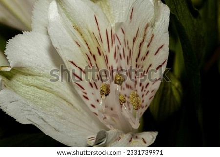 White decorative garden flowers with a greenish-red hue. Close-up photo.