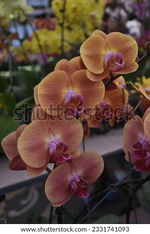 Yellow and orange orchid against green tropical leaves