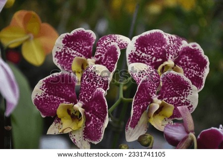 purple orchid blooms in ornamental plant cultivation in Indonesia