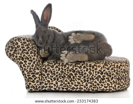 fancy bunny - giant flemish bunny stretched out on a leopard print chaise lounge isolated on white background