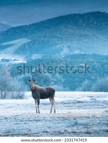 Moose in winter in the Mountains in the sunrise