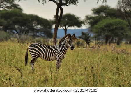 Herd of Zebra in the Tarangire National Park Royalty-Free Stock Photo #2331749183