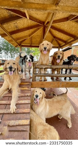 Picture of dog hotel and daycare with beautiful happy dog pack playing having fun posing in the countryside
