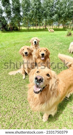 Picture of dog hotel and daycare with beautiful happy dog pack playing having fun posing in the countryside

