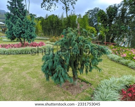 Cupressus cashmeriana tree in a public park.  Royalty-Free Stock Photo #2331753045