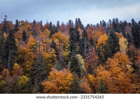 Golden Autumn has arrived in the Ukrainian Carpathians