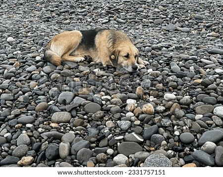 a homeless dog with a chip with a number in his ear lies on a pebble beach. the concept of stray animals, care, loneliness
