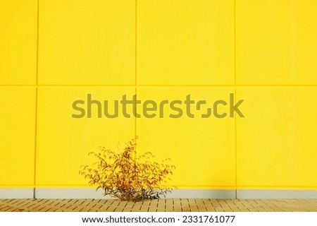 Small plant growing in front of a yellow wall