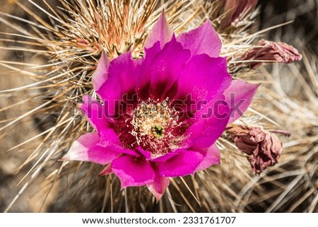 The purple blooms of the hedgehog cactus (Echinocereus triglochidiatus), or Claretcup cactus of Arizona in full sunlight. Royalty-Free Stock Photo #2331761707