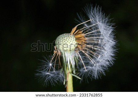 Dandelion bracts close-up- is a globe of fine filaments that are usually distributed by wind