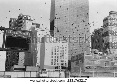 Black and white photo of a flock of birds flying over some buildings in Hudson Bay in New York City.