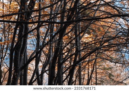 Mountain tree branches during fall season- horizontal orientation