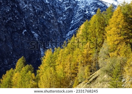 Changing colors in the Alps during early Fall- Italy.