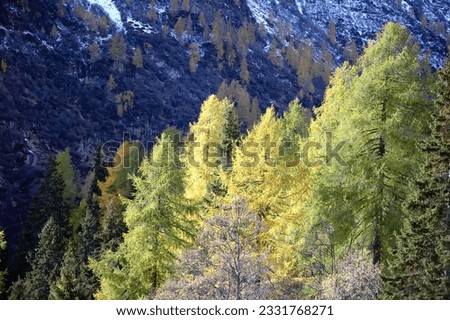 Changing colors in the Alps during early Fall- Italy.