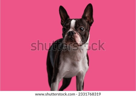Boston,Terrier,Dog,In,Pink,Background very happy and funny dog