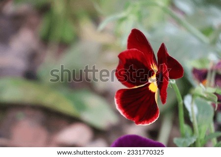 Pansies - the flowers with multicolored petals