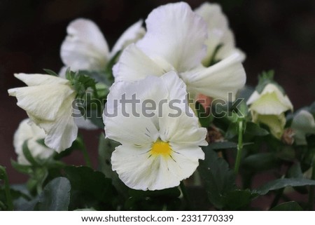 Pansies - the flowers with multicolored petals
