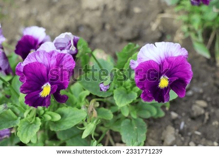 Pansies - flowers with multicolored petals