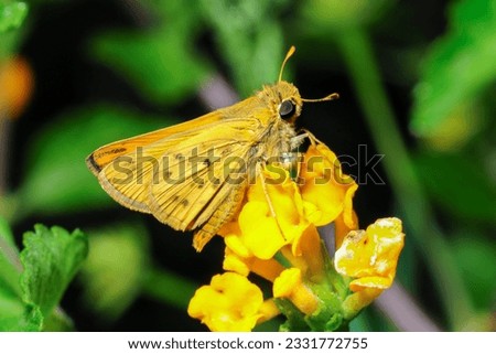 Fiery Skipper moth -Hylephila phyleus- in Camarillo, California