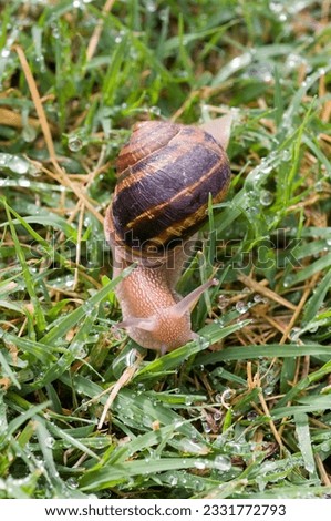 Snail moving on wet grass after rain