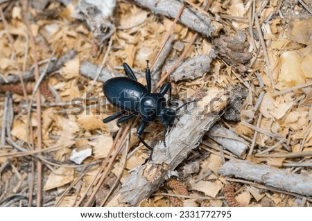 Pinacate beetle -aka Stink Beetle-