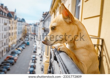 nosy watching podenco dog form top of balcony, very curious and looking around