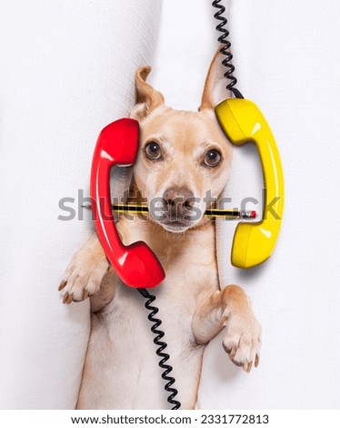 office businessman podenco dog as boss and chef , busy and burnout , feeling the pressure at work