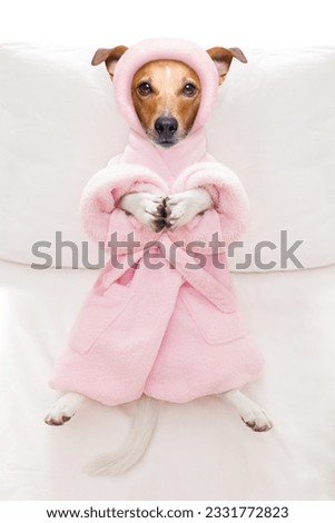 cool funny jack russell dog resting and relaxing in spa wellness salon center ,wearing a bathrobe