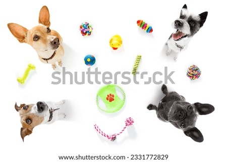 curious couple of dogs looking up to owner waiting or sitting patient to play or go for a walk, isolated on white background, with a lot of pet toys
