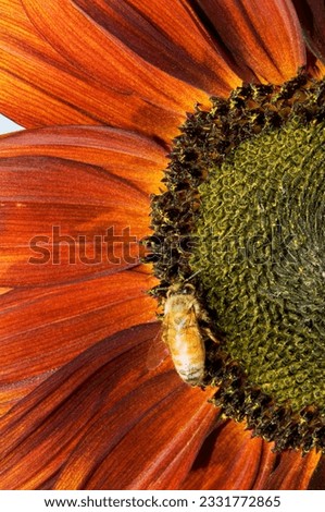 Western honey bee or European honey bee -Apis mellifera-