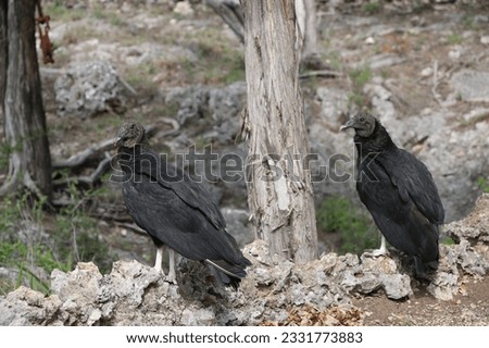 Two vultures perched on rock edge